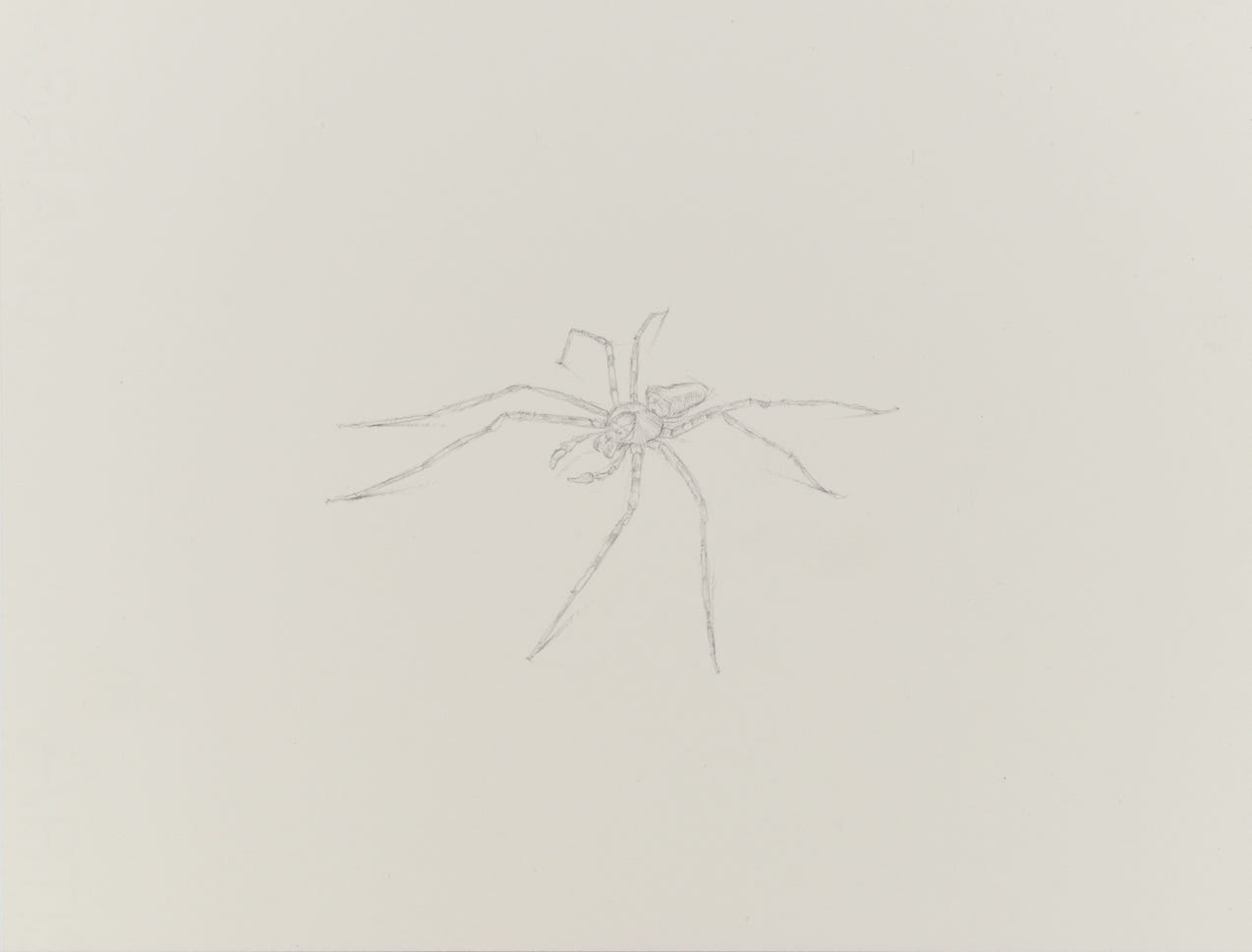 silverpoint, metalpoint, drawing, life drawing, bugs, nature, Tom Mazzullo