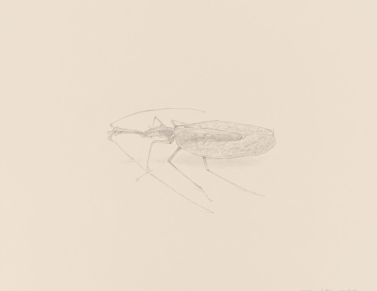 Violin Beetle (Mormolyce phyllodes), 2018, silverpoint with palladiumpoint on prepared paper, 6 7-8 x 8 inches