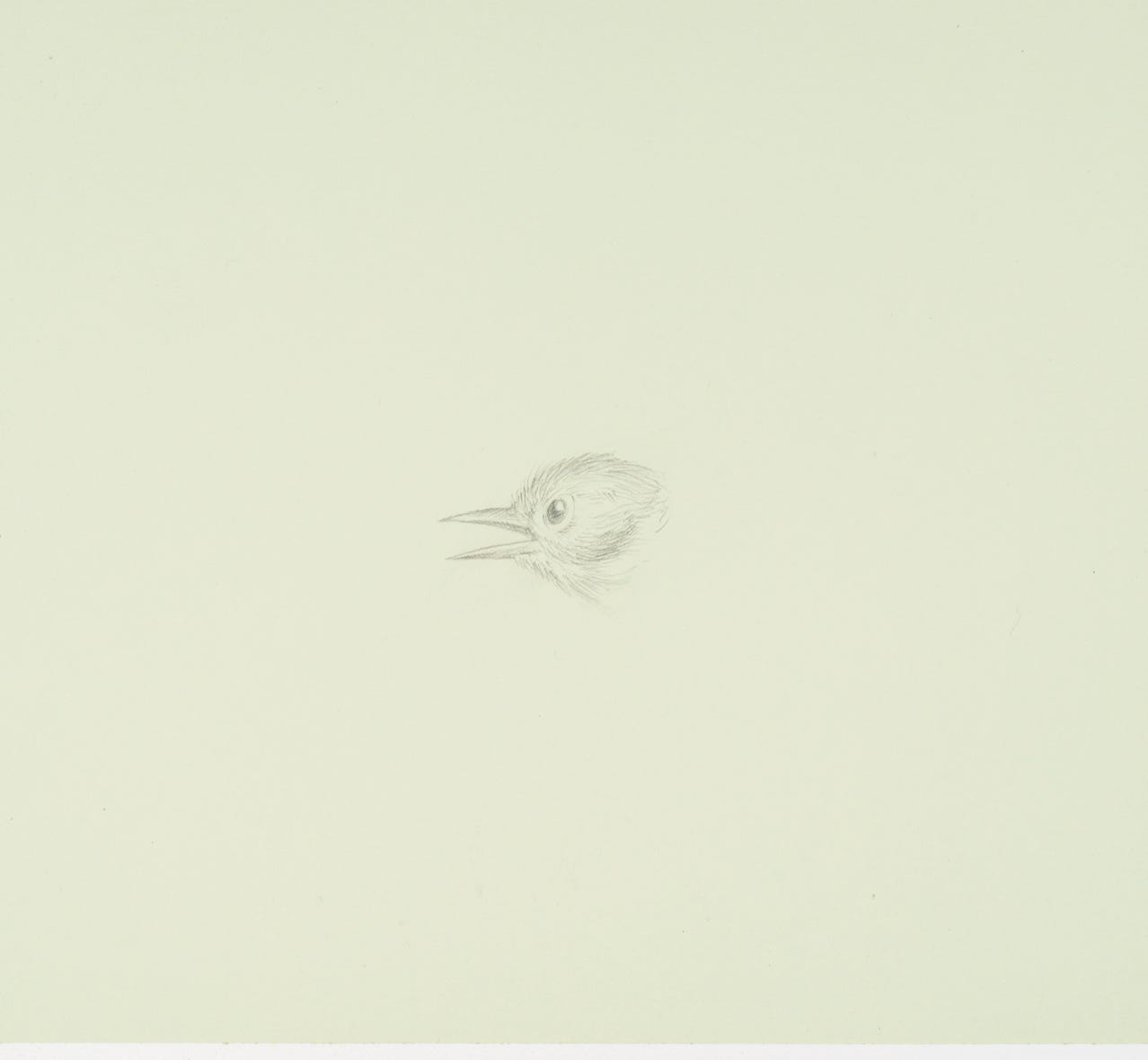 Tennessee Warbler, 2021, silverpoint on prepared paper, 6 1/2 x 7 inches