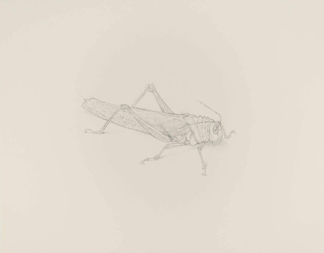 Giant Grasshopper (Tropidacris dux, Anteriolateral View), 2017, silverpoint on prepared paper, 7 x 10 inches (sheet size)