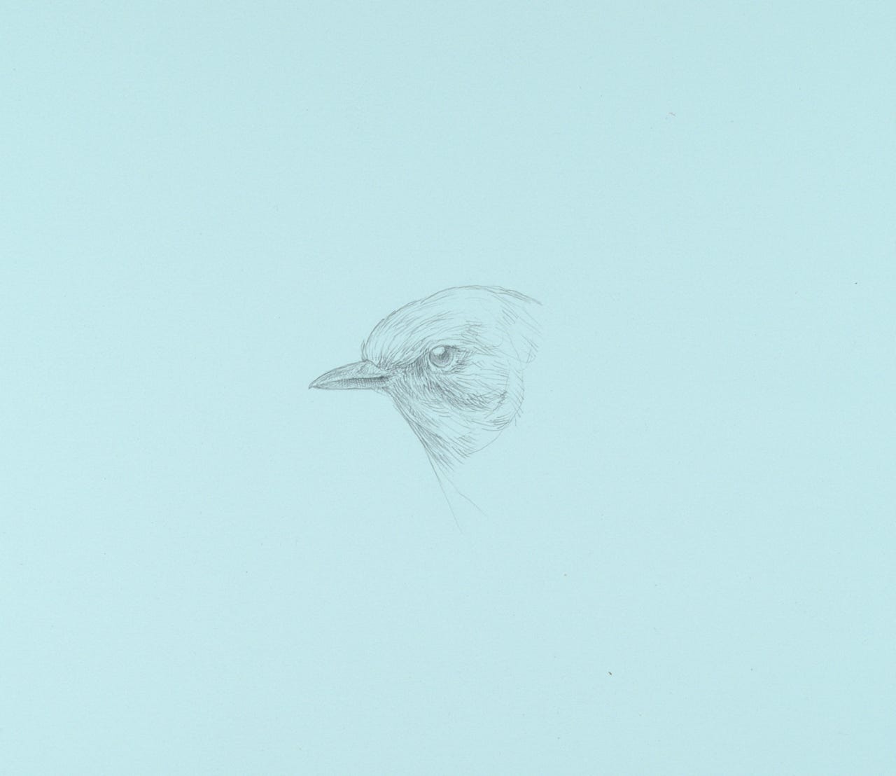 silverpoint, metalpoint, drawing, life drawing, bird, nature, Tom Mazzullo