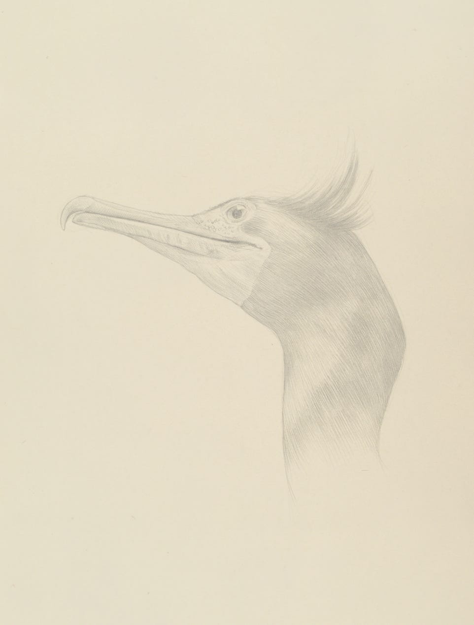 Cormorant (Phalacrocorax auritus), 2014, silverpoint on prepared paper, 15 x 11 inches  (sheet size)