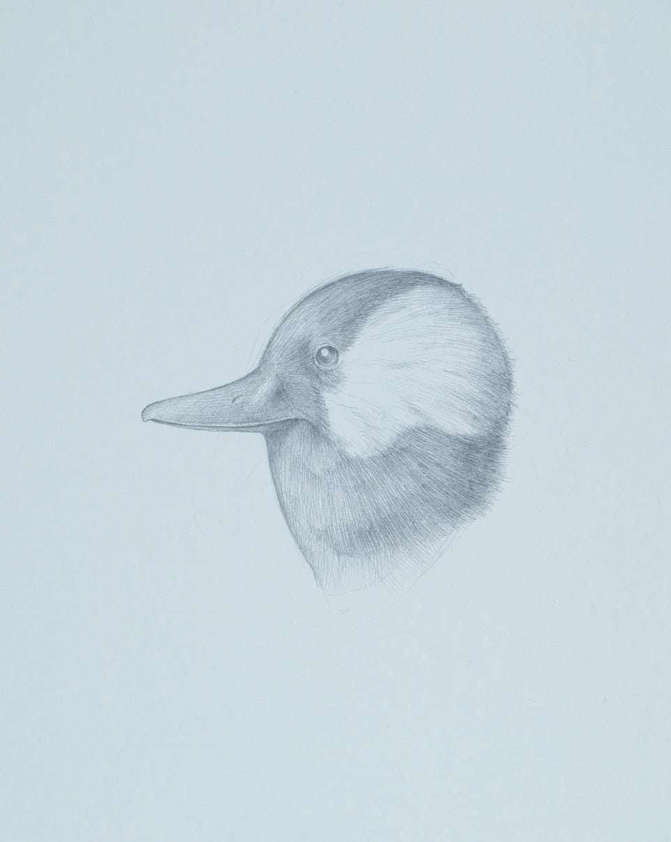 Bufflehead (Bucephala albeola), 2016, silverpoint on prepared paper, 10 x 9 inches (sheet size)