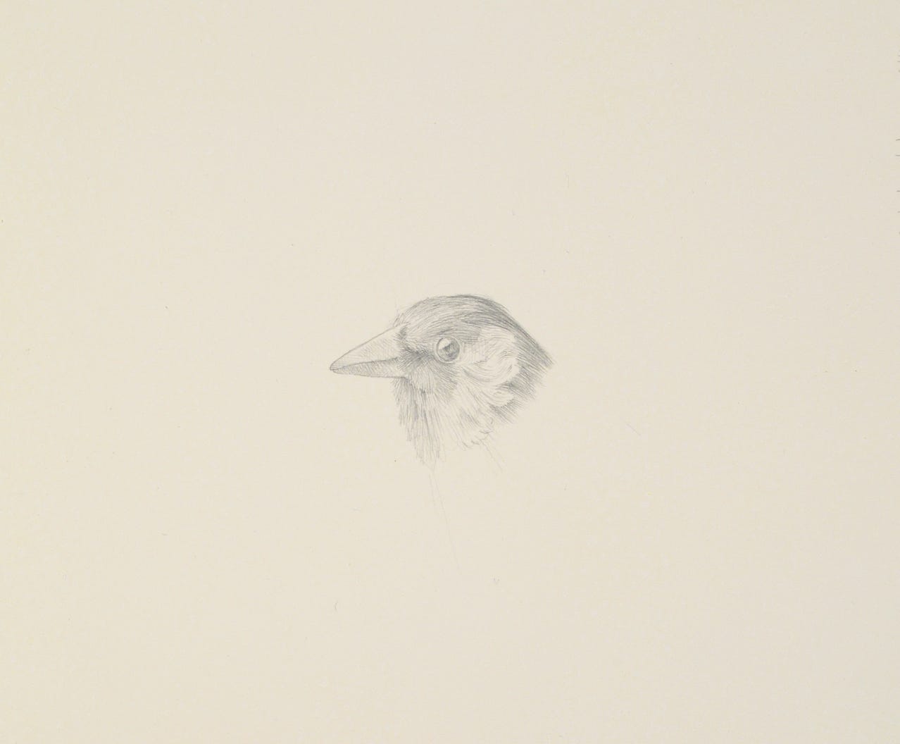 European Goldfinch (Carduelis carduelis), 2015, silverpoint on prepared paper, 6.5 x 7 inches (sheet size)