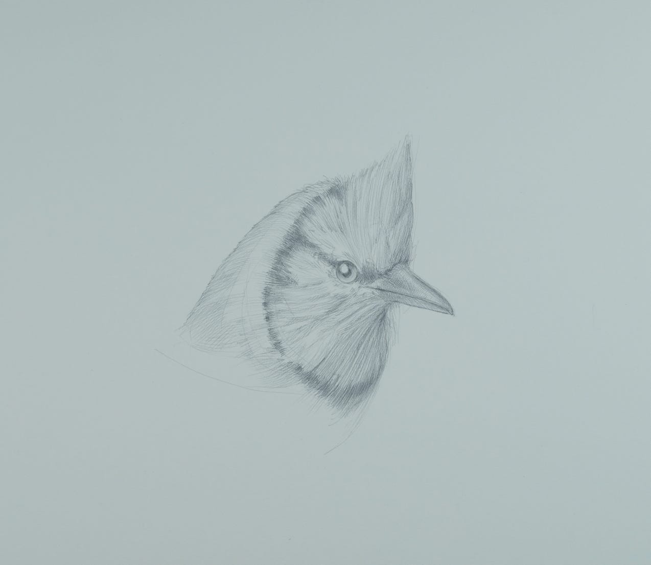 Cyanocitta cristata (Blue Jay), 2014, silverpoint on prepared paper, 8 x 9 inches (sheet size). Private Collection