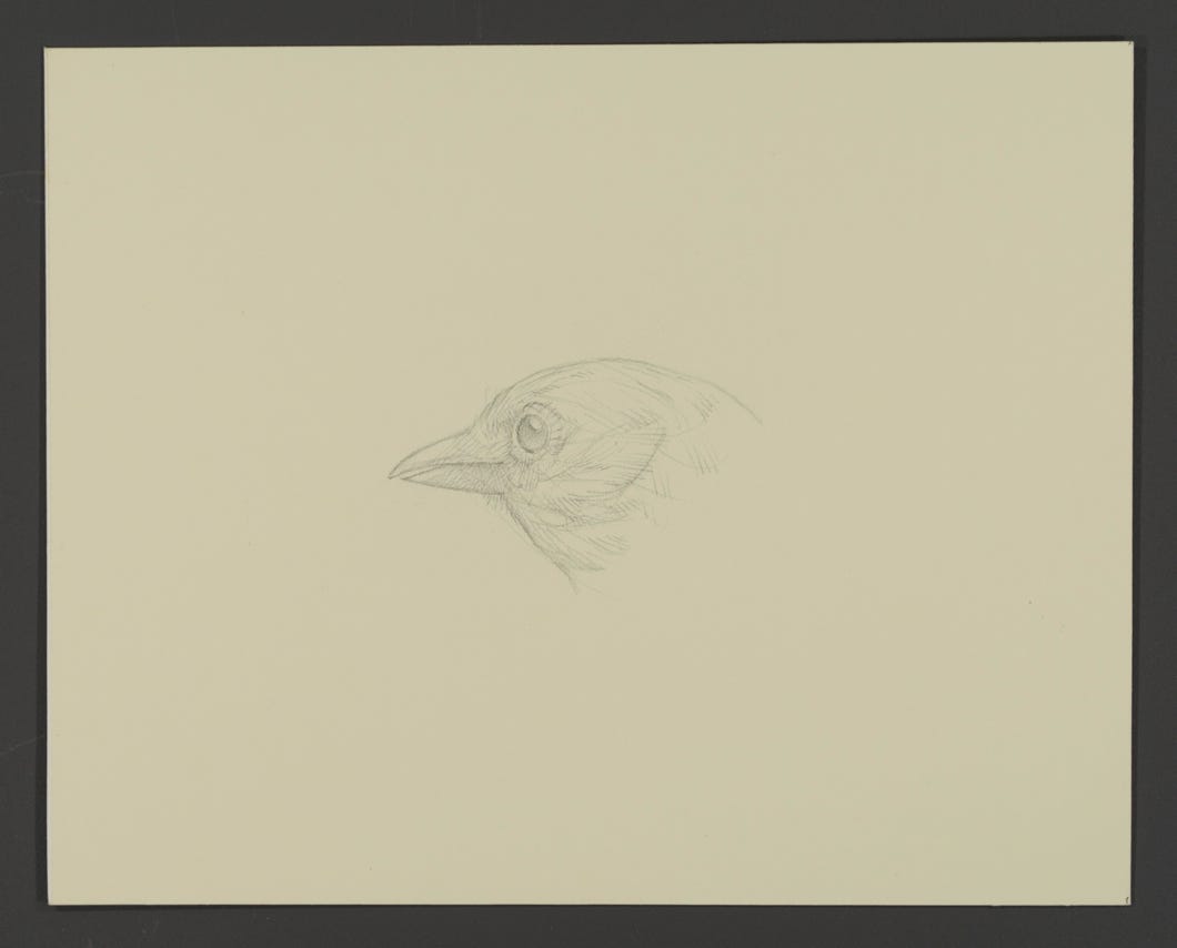 Western Tanager, 2021, silverpoint on prepared paper, 5 1/4⁃x⁃6 5/8⁃inches