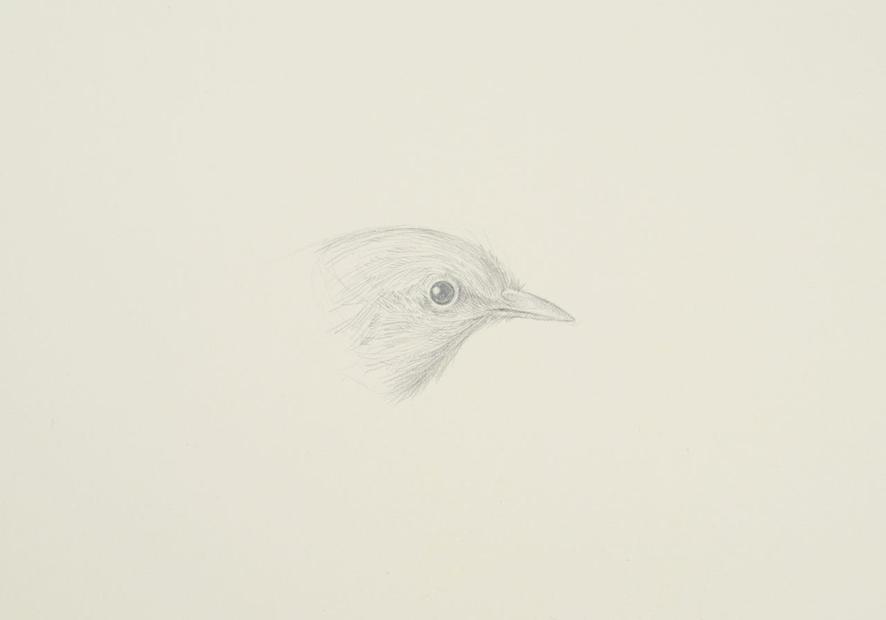 Northern White-eye (Zosterops palpebrosus), 2014, silverpoint on prepared paper, 7 x 11 inches (sheet size)