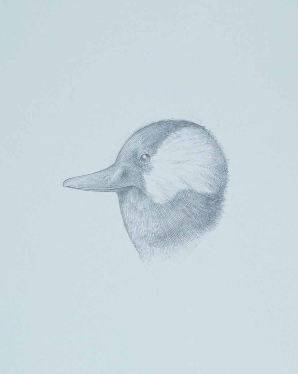 silverpoint, metalpoint, drawing, life drawing, bird, nature, Tom Mazzullo