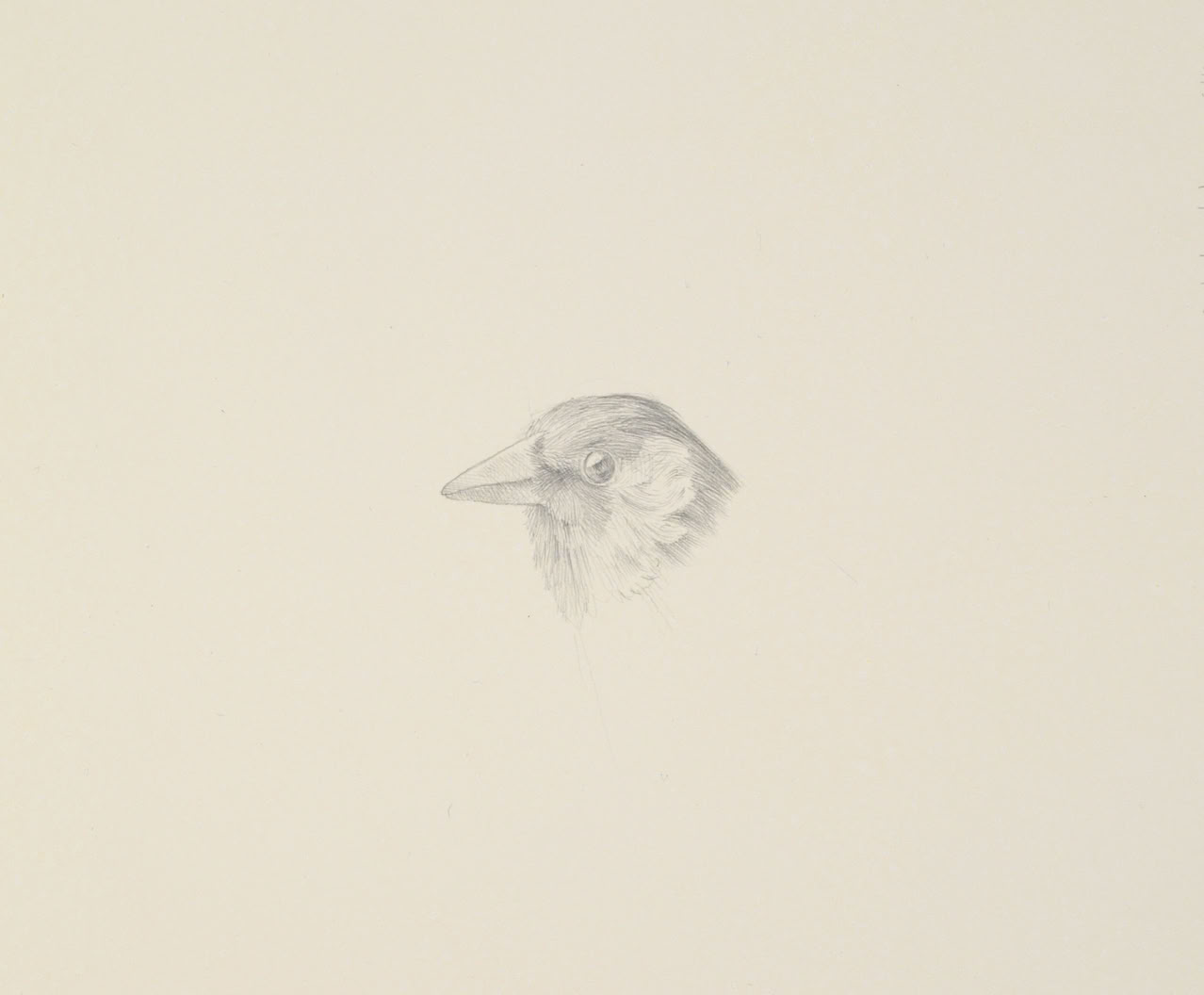 silverpoint, metalpoint, drawing, life drawing, bird, nature, Tom Mazzullo