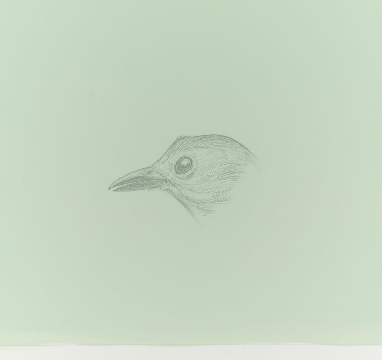 Catbird, 2021, silverpoint on prepared paper, 5 5-8 x 5 1-2