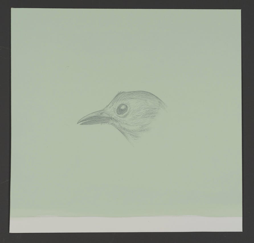 Catbird, 2021, silverpoint on prepared paper, 5⁃5/8⁃x⁃5⁃1/2⁃inches