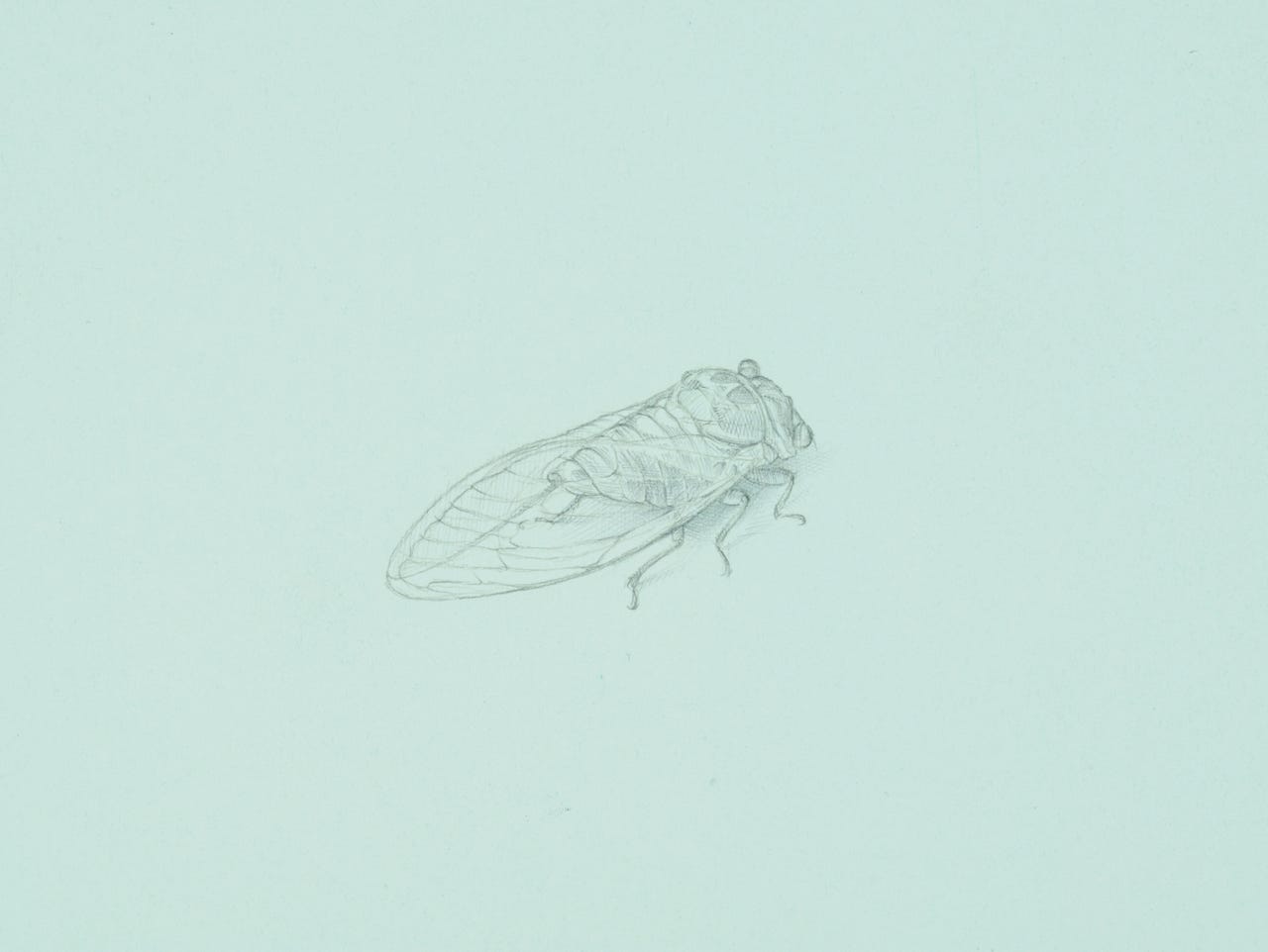 2014 Bush Cicada (Tibicen dorsatus), 2015, silverpoint on prepared paper, 5 x 7 inches (sheet size)