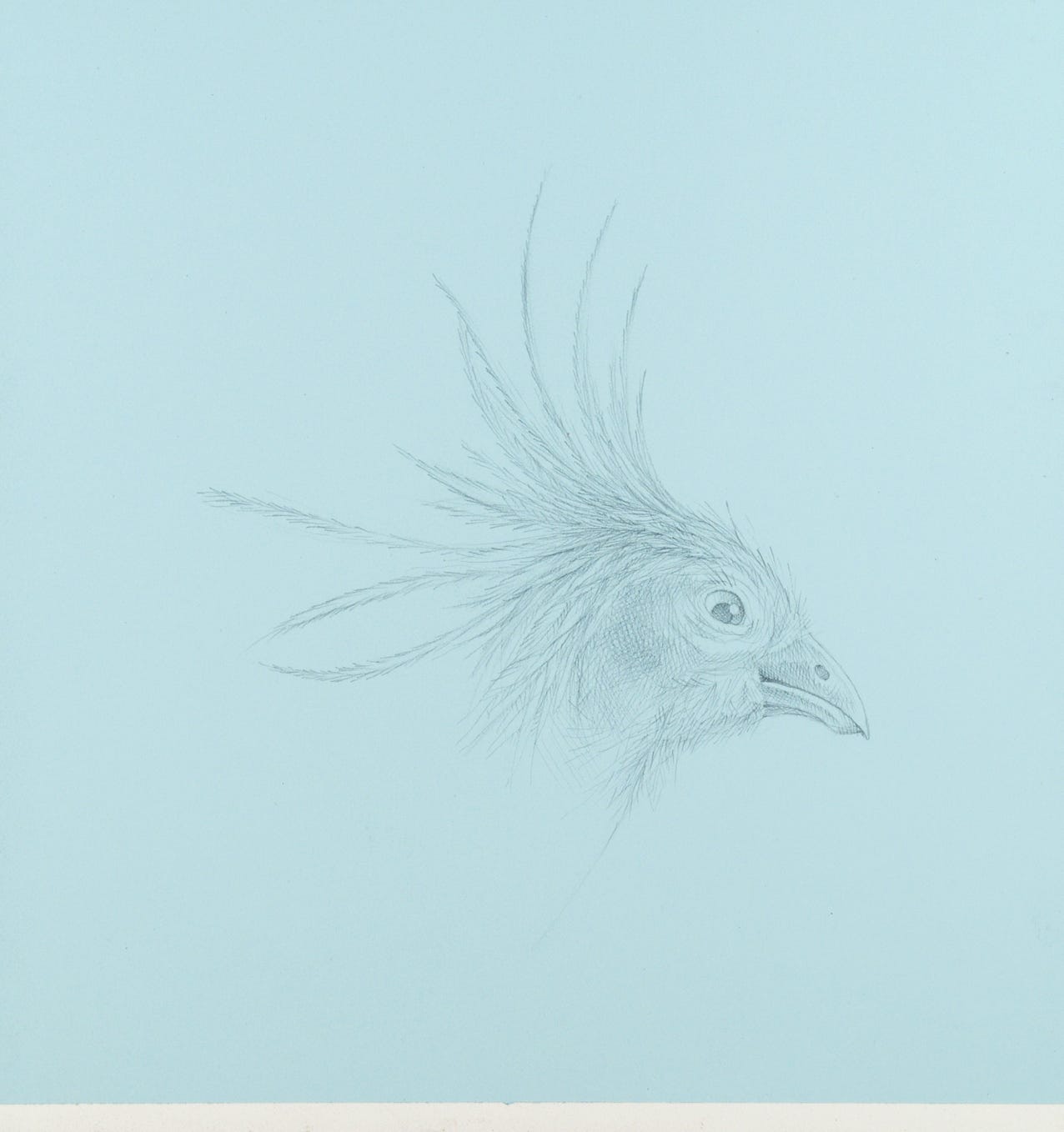 silverpoint, metalpoint, drawing, life drawing, bird, nature, Tom Mazzullo