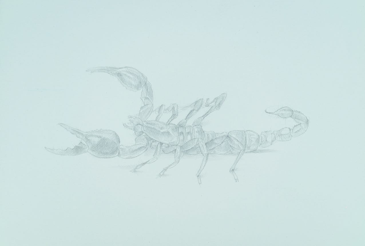 Giant Scorpion (Heterometrus spinifer), 2017, silverpoint on prepared paper, 6 1/2 x 9 inches (sheet size)