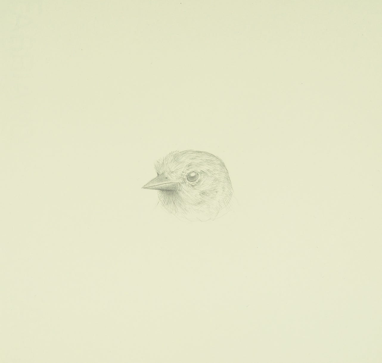 silverpoint, metalpoint, drawing, life drawing, bird, nature, Tom Mazzullo