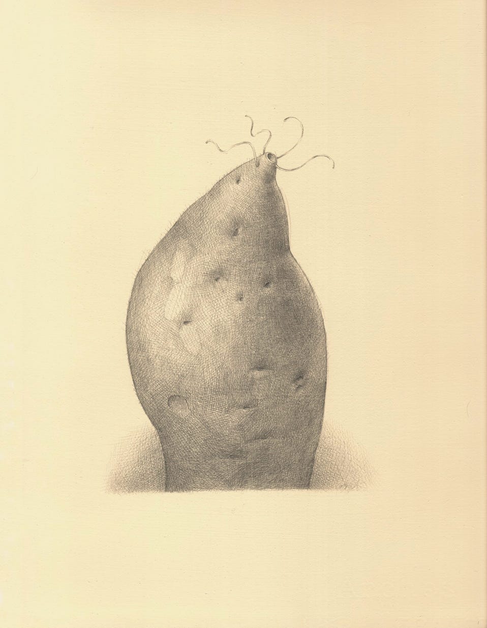 Sweet Potato, 2003, silverpoint on prepared paper, 12 x 9 inches (sheet size)