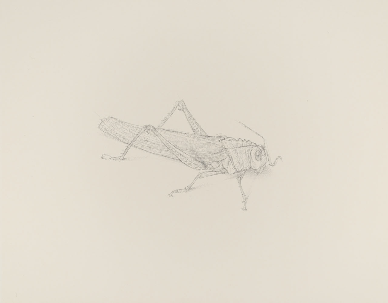 silverpoint, metalpoint, drawing, life drawing, bugs, nature, Tom Mazzullo