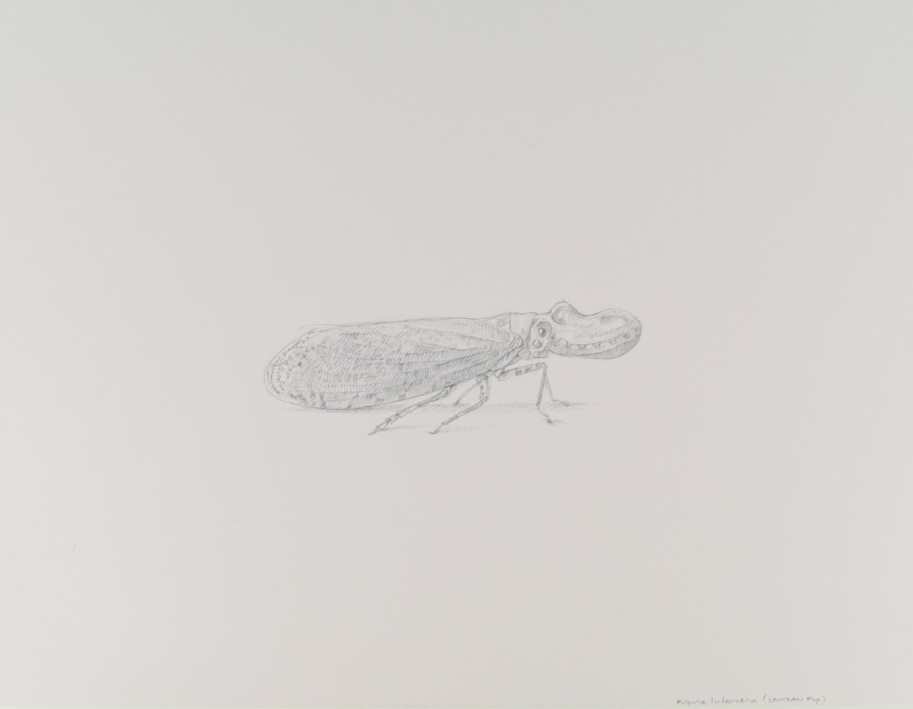 silverpoint, metalpoint, drawing, life drawing, bugs, nature, Tom Mazzullo