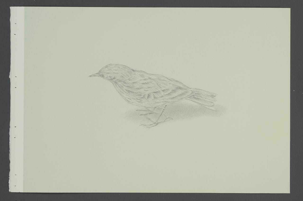 Meadow Pipit, 2024, silverpoint on prepared paper, 7⁃1/2⁃x⁃10⁃1/2⁃inches