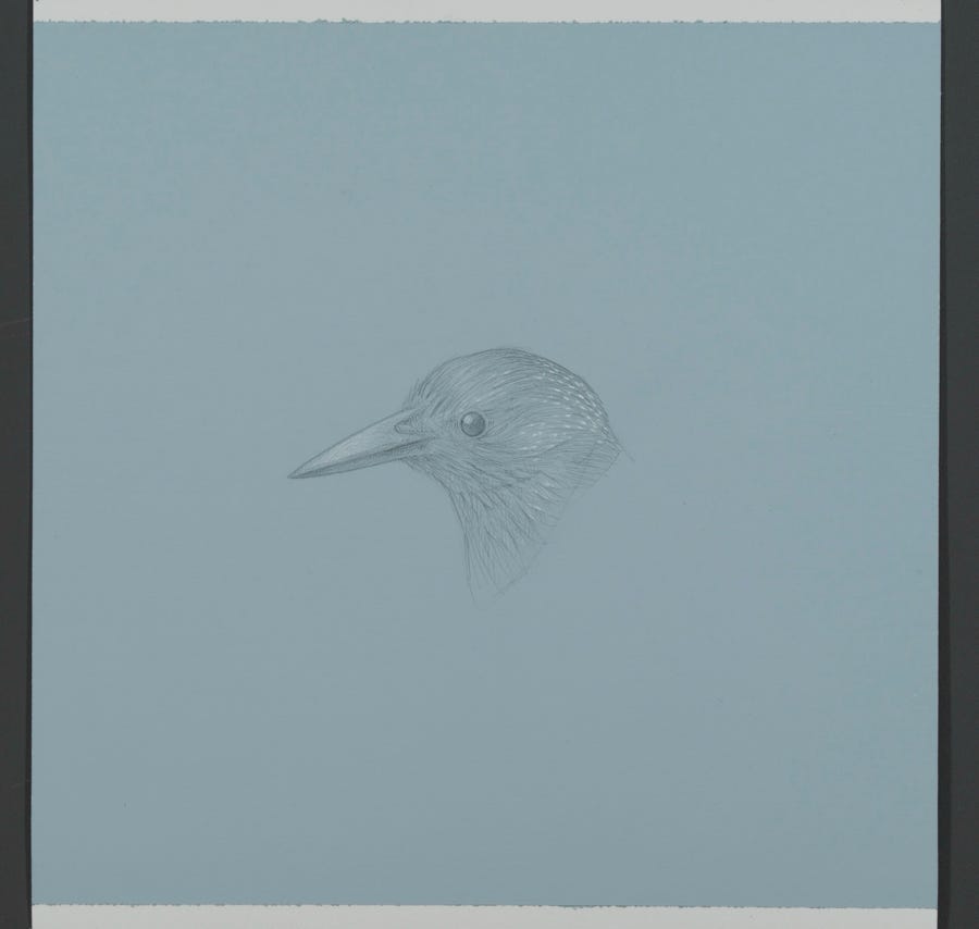 Starling, 2022, silverpoint with white gouache on prepared paper, 7⁃1/4⁃x⁃7⁃inches