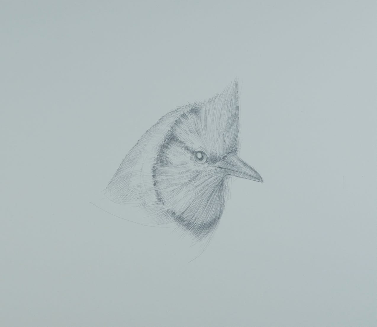 Cyanocitta cristata (Blue Jay), 2014, silverpoint on prepared paper, 8 x 9 inches (sheet size). Private Collection