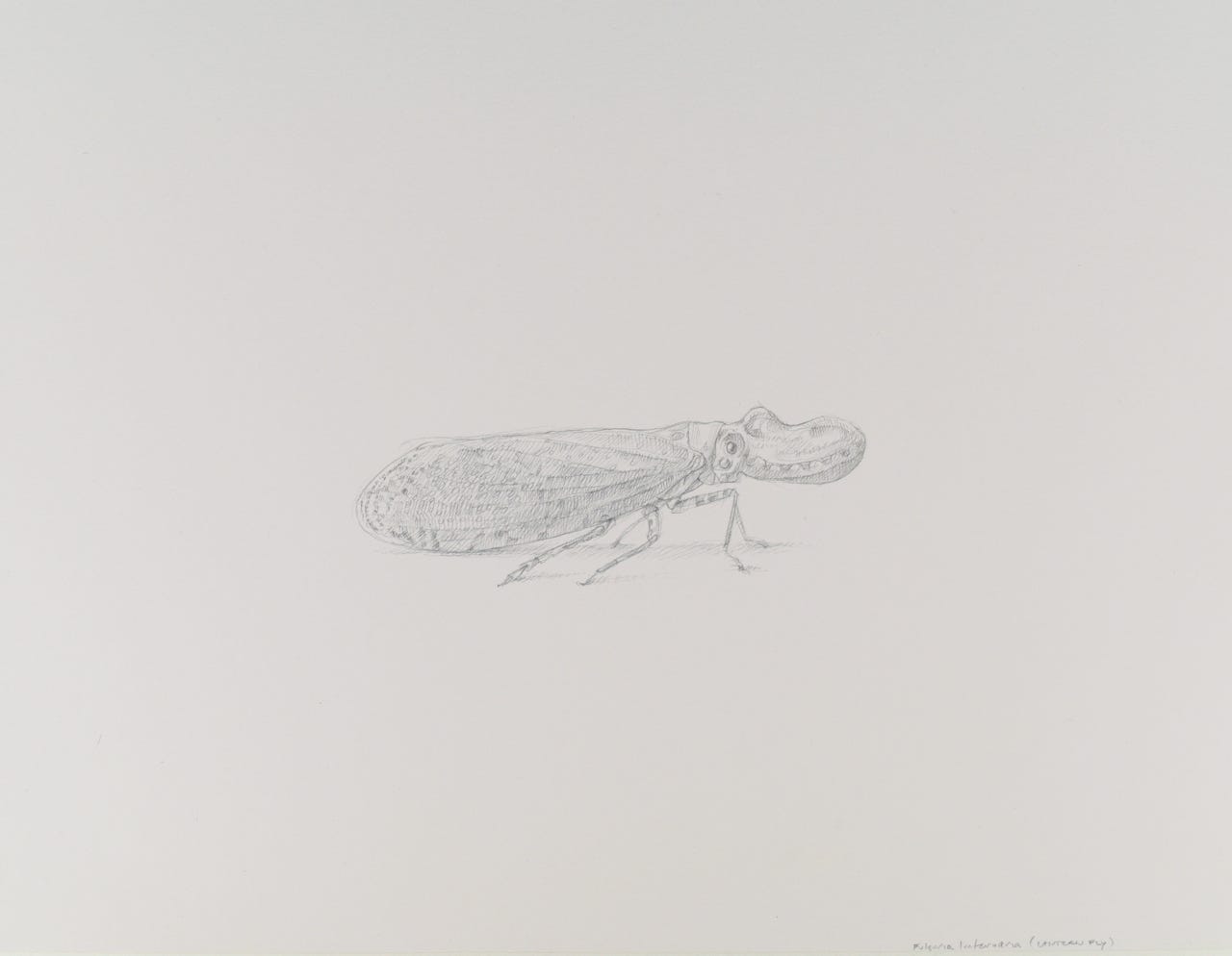 Lantern Fly (Fulgora laternaria), 2017, silverpoint with palladium on prepared paper, 7.25 x 9 inches (sheet size)