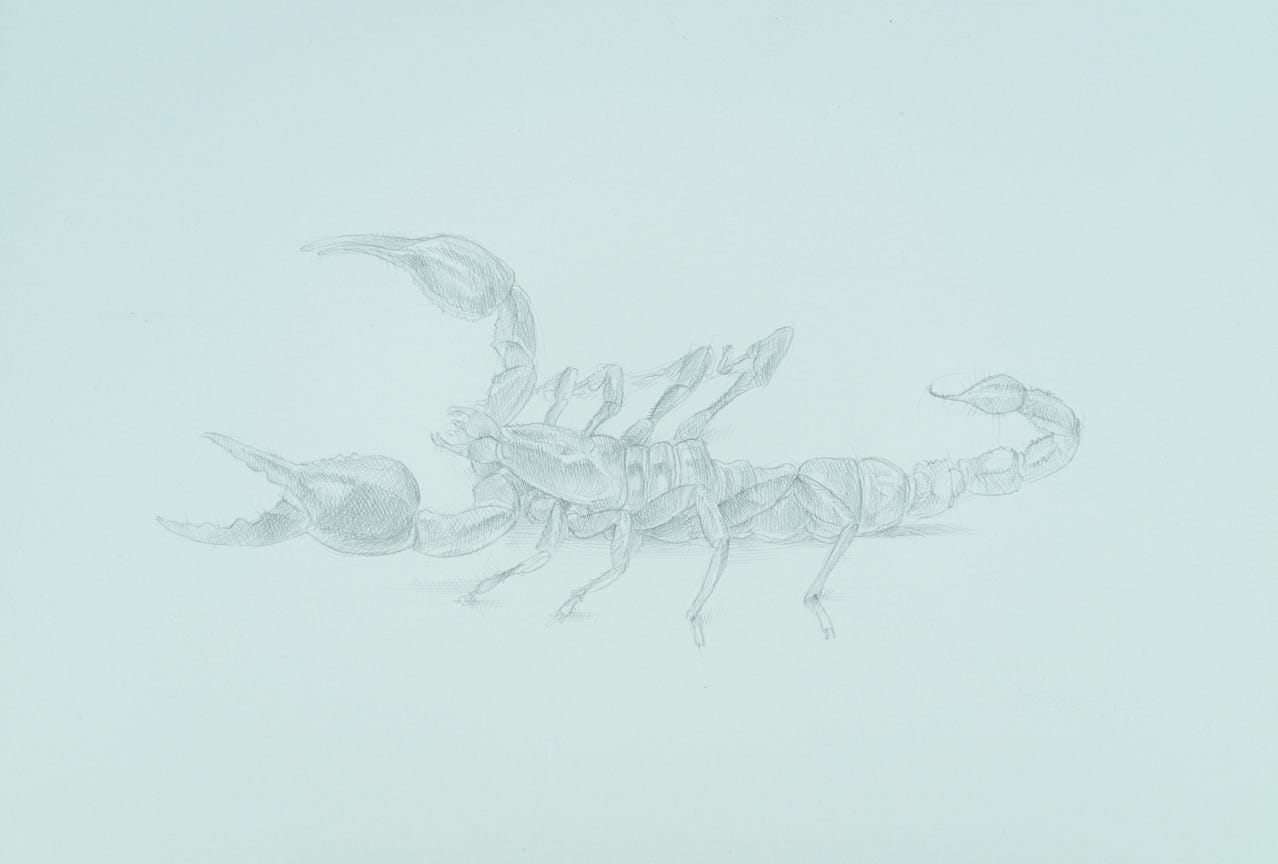 silverpoint, metalpoint, drawing, life drawing, bugs, nature, Tom Mazzullo