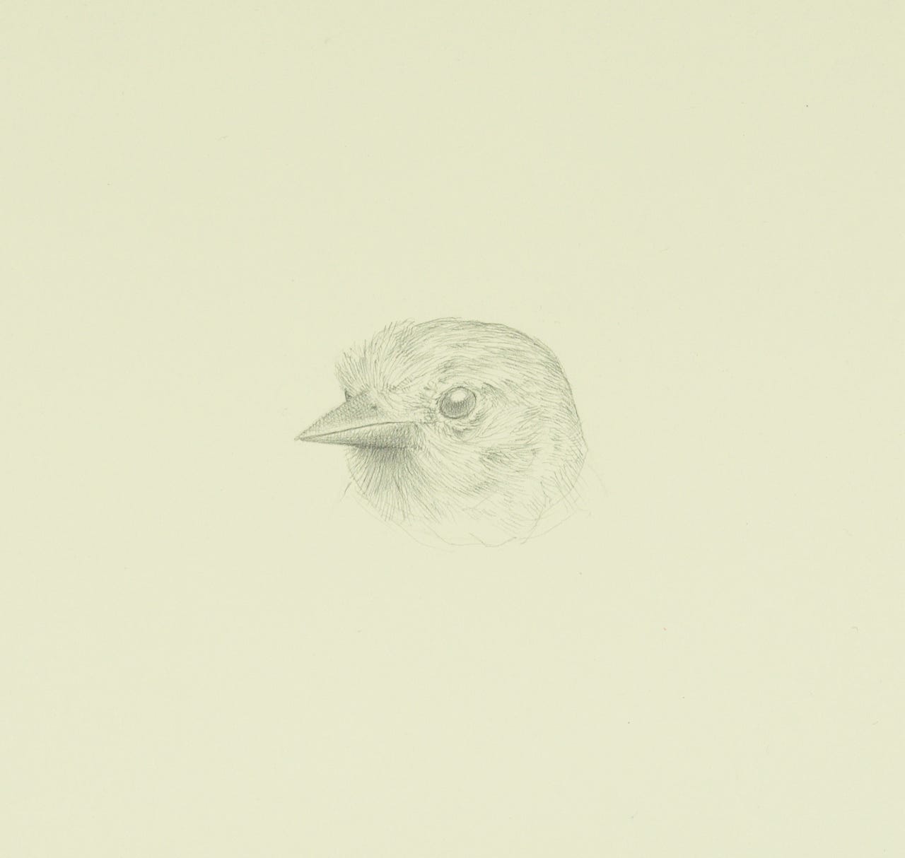 Western Oriole, 2021, silverpoint on prepared paper, 7 x 7 1/2 inches