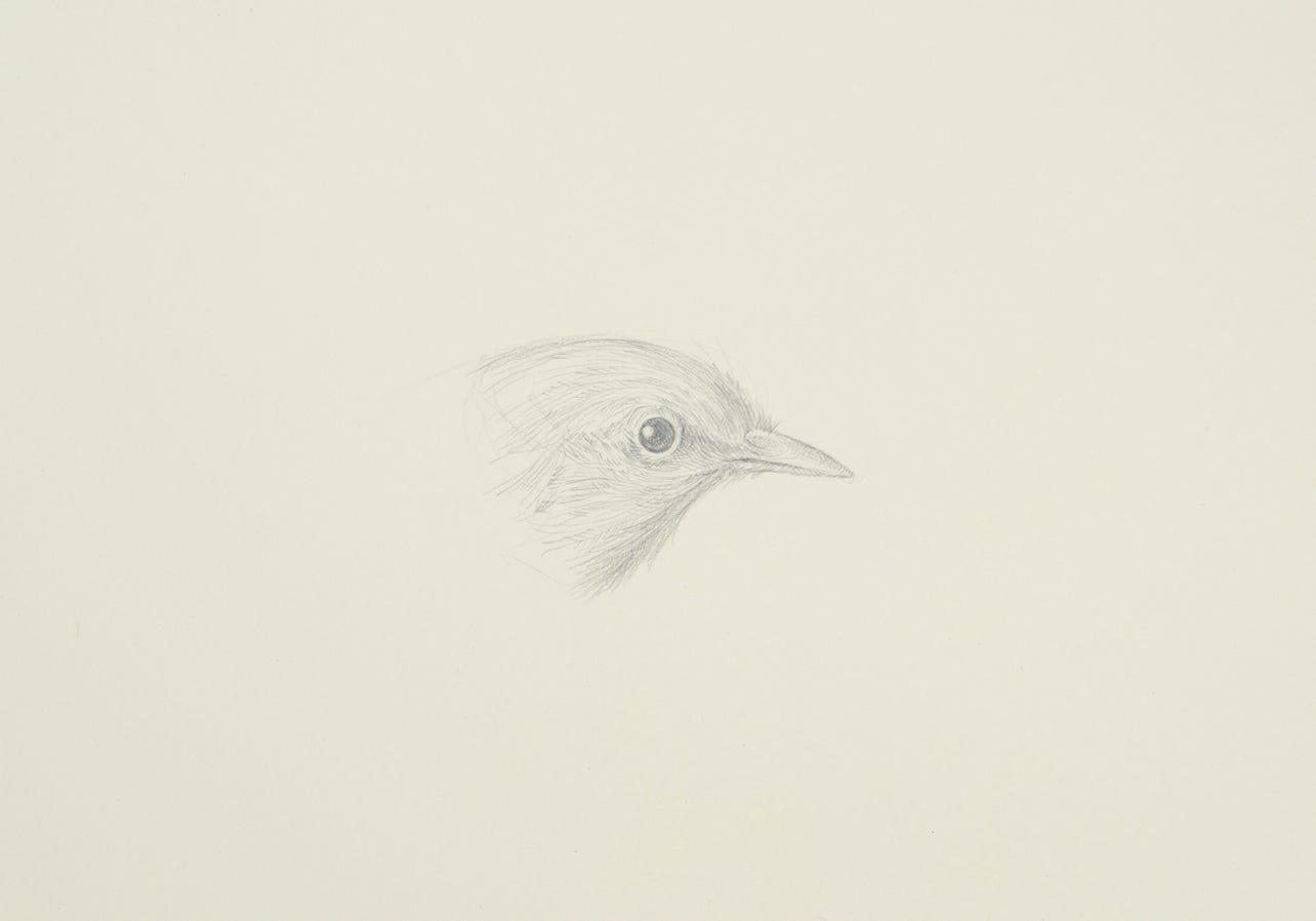 silverpoint, metalpoint, drawing, life drawing, bird, nature, Tom Mazzullo