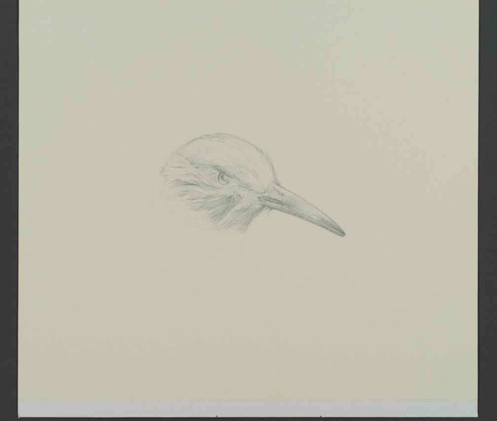 Northern Flicker, 2021, silverpoint on prepared paper, 7⁃1/4⁃x⁃7⁃3/4⁃inches