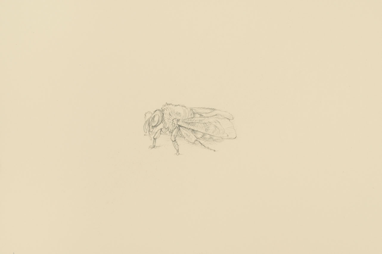 silverpoint, metalpoint, drawing, life drawing, bugs, nature, Tom Mazzullo