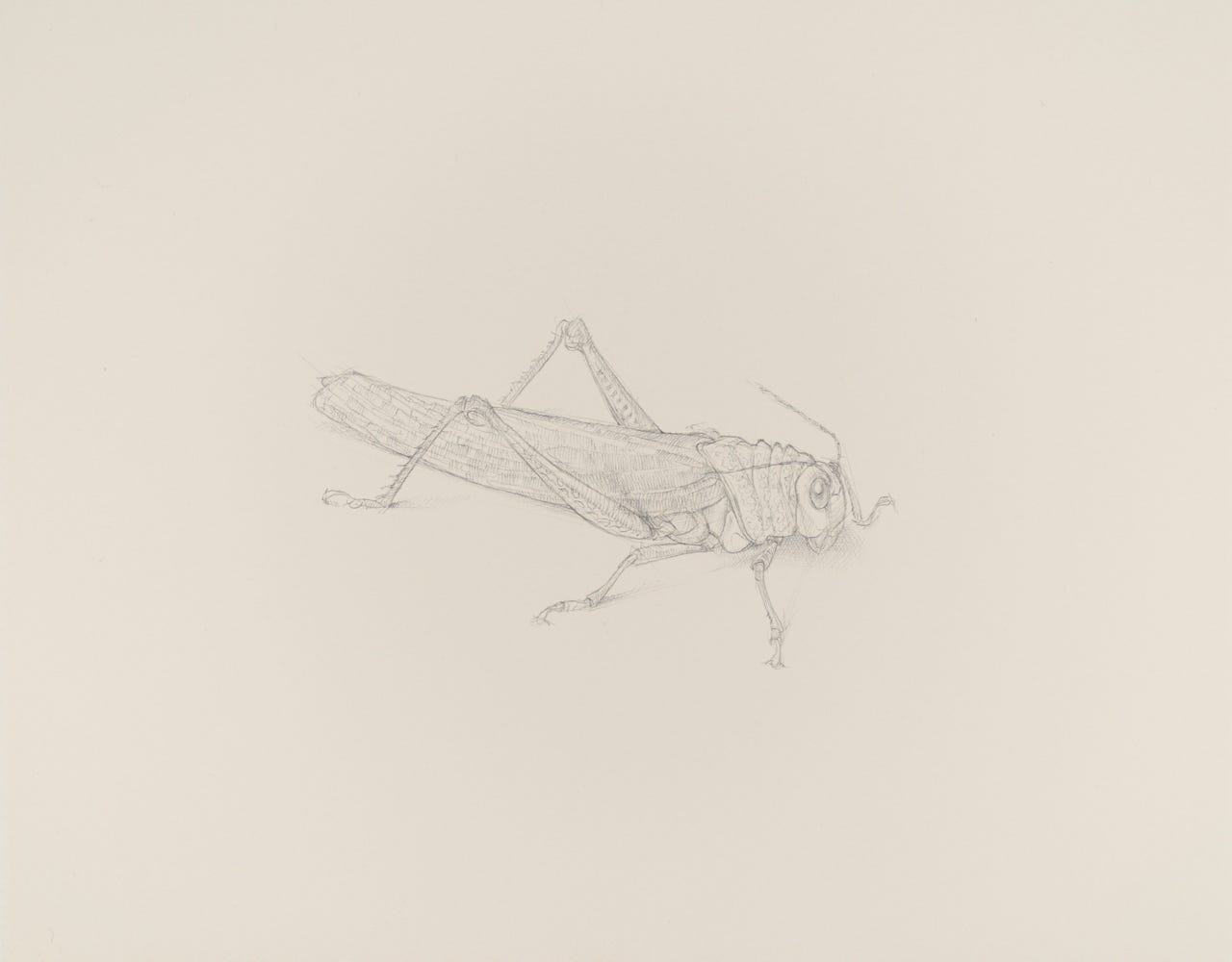 Giant Grasshopper (Tropidacris dux, Anteriolateral View), 2017, silverpoint on prepared paper, 7 x 10 inches (sheet size)