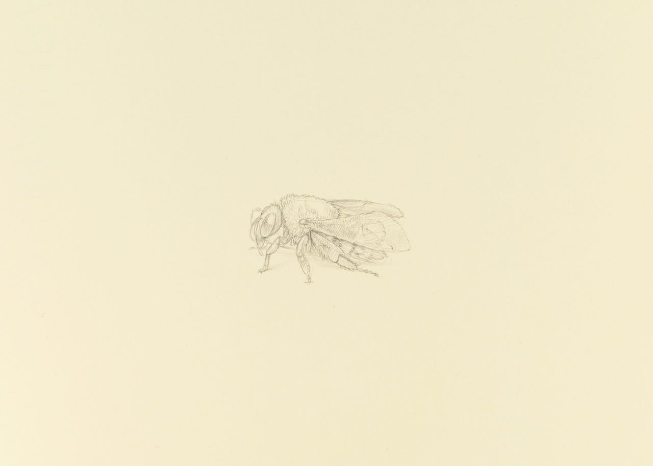 Giant Grasshopper (Tropidacris dux, Anteriolateral View), 2017, silverpoint on prepared paper, 7 x 10 inches (sheet size)