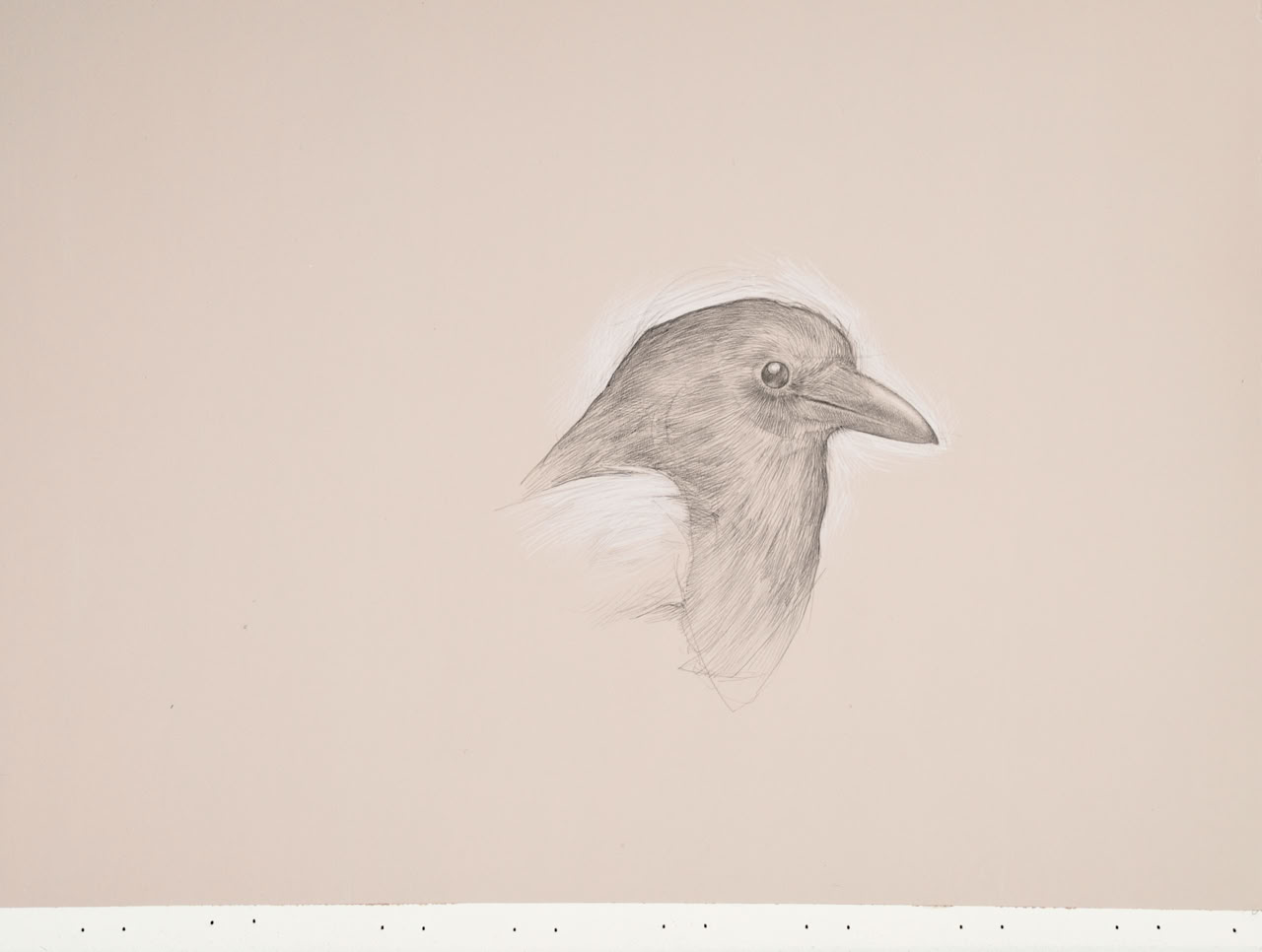 silverpoint, metalpoint, drawing, life drawing, bird, nature, Tom Mazzullo