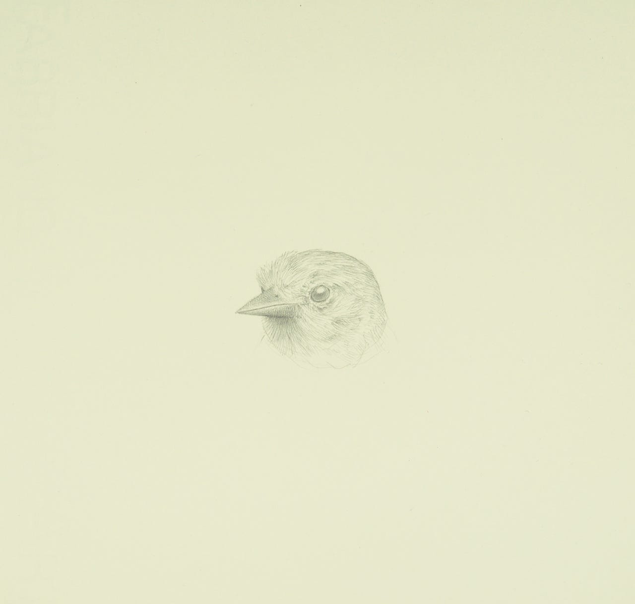 Northern Oriole, 2021, silverpoint on prepared paper, 7 x 7 3/4  inches