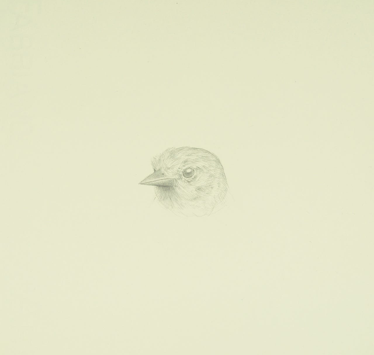 Northern Oriole, 2021, silverpoint on prepared paper, 7 x 7 3/4  inches