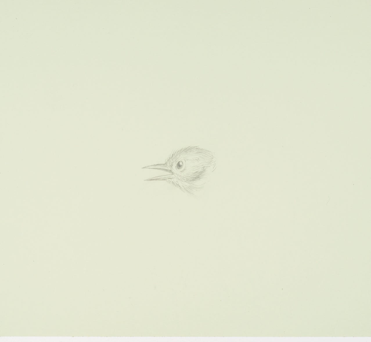 Tennessee Warbler, 2021, silverpoint on prepared paper, 6 1/2 x 7 inches