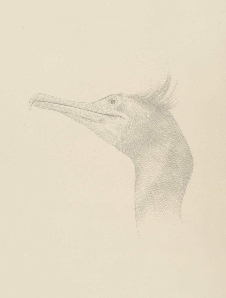 silverpoint, metalpoint, drawing, life drawing, bird, nature, Tom Mazzullo