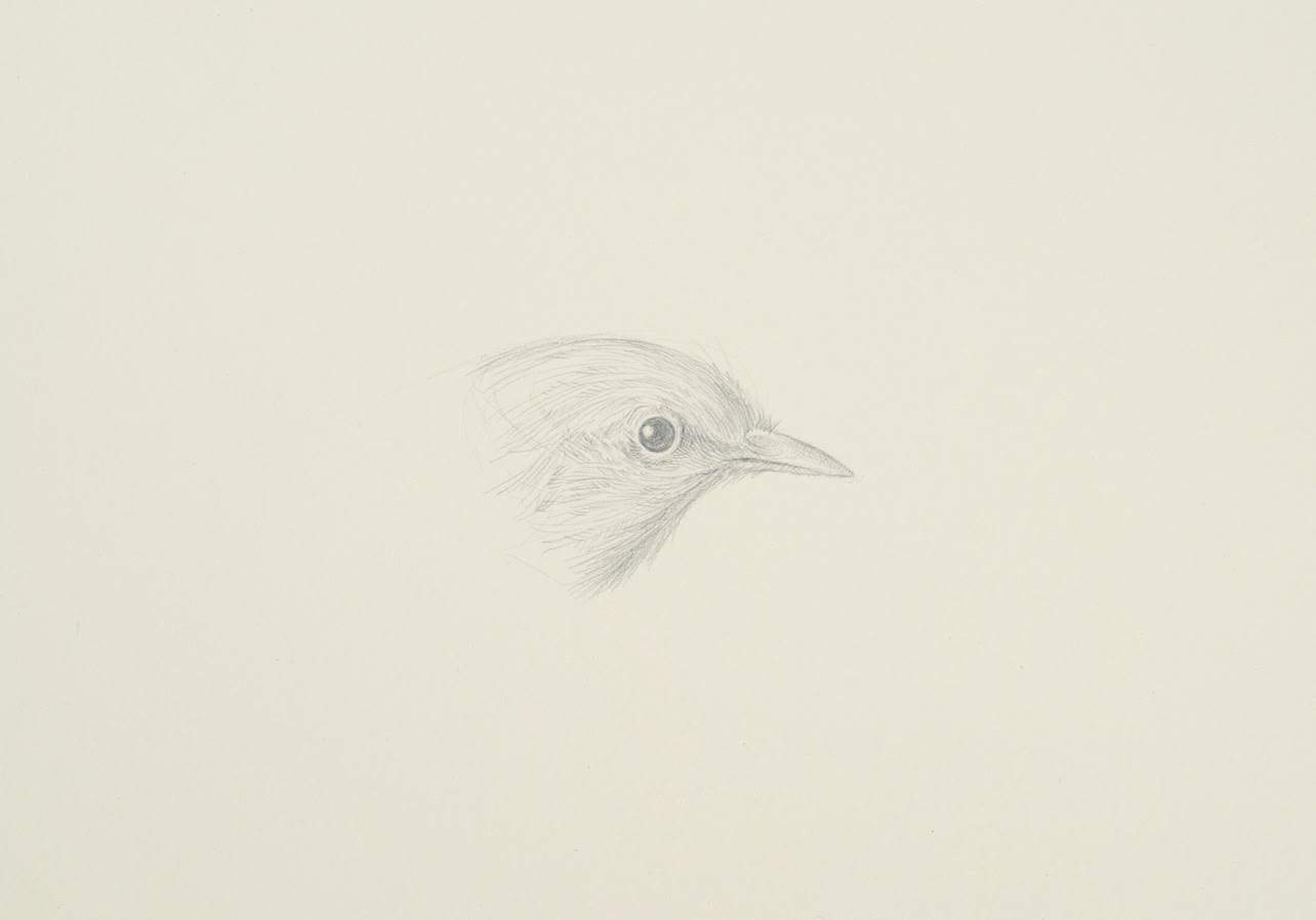 silverpoint, metalpoint, drawing, life drawing, bird, nature, Tom Mazzullo